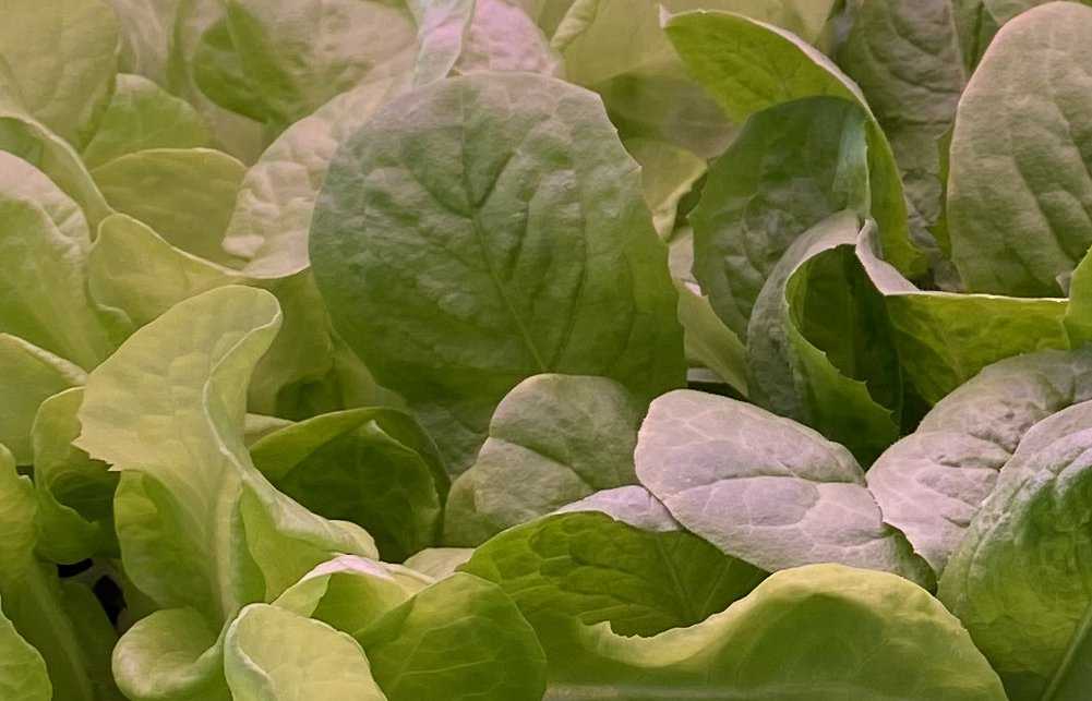 Indoor salad with artificial light